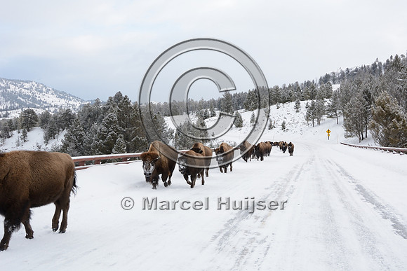 Bison (Bison bison) on the road, Wyoming, USA