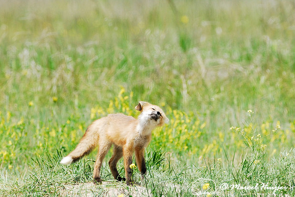 Red fox (Vulpes vulpes) kit venturing outside the den, Montana, USA
