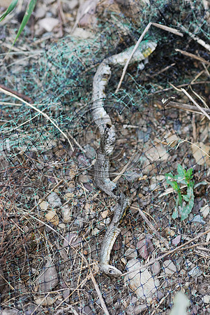 Eastern racer (Coluber constrictor) entangled in erosion control net, MT
