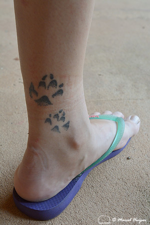 The mark of the maned wolf (Chrysocyon brachyurus), tatoe of tracks on leg of Bruna Oliveira, Itirapina, São Paulo, Brazil