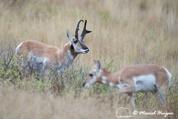Pronghorn buck flehming (Antilocapra americana), Montana, USA