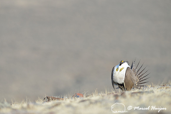 Greater sage-grouse (Centrocercus urophasianus), Montana, USA