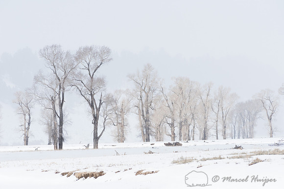 Cottonwoods in the ice fog, Wyoming, USA