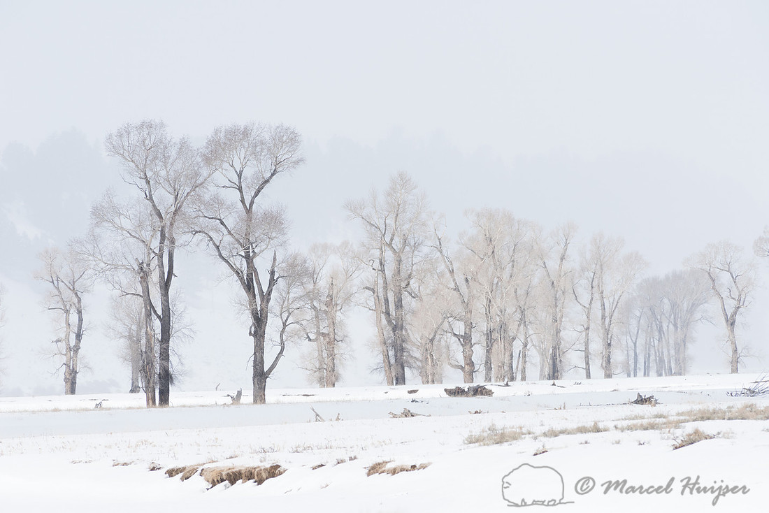 Cottonwoods in the ice fog, Wyoming, USA