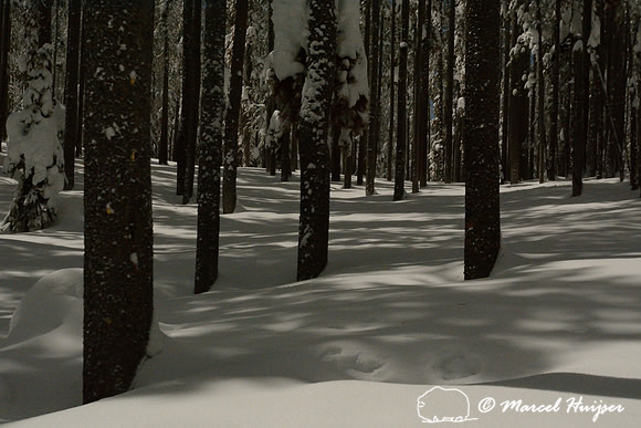 Moonlight shadows in snowy forest, Chief Joseph Pass, Montana, USA