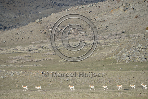 Line of pronghorn (Antilocapra americana) in the landscape, Montana, USA