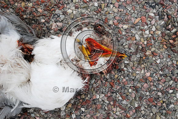 Ring-billed gull (Larus delawarensis) roadkill, Hwy 89, near Fairfield, Montana, USA