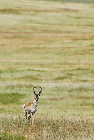 Pronghorn (Antilocapra americana) buck in a grassland, Montana, USA
