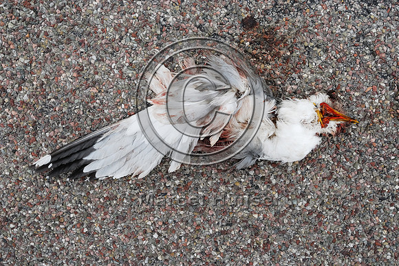 Ring-billed gull (Larus delawarensis) roadkill, Hwy 89, near Fairfield, Montana, USA