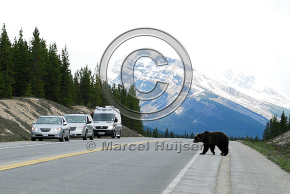Grizzly bear (Ursus arctos) crossing road with traffic, AB
