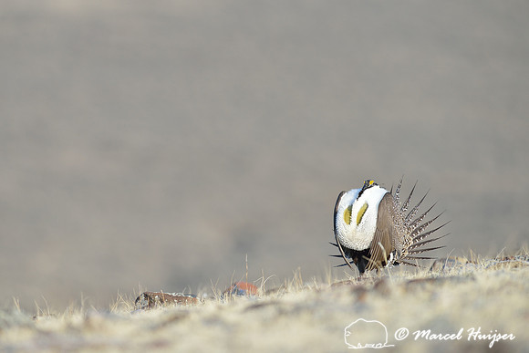 Greater sage-grouse (Centrocercus urophasianus), Montana, USA