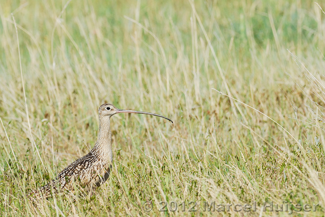 Long-billed curlew (Numenius americanus), Montana, USA