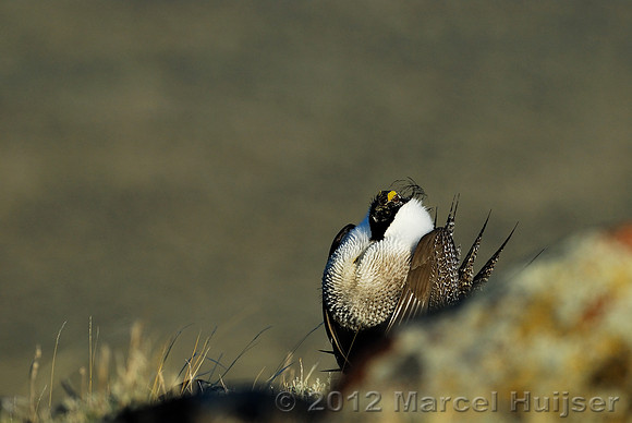 Male sage grouse (Centrocercus urophasianus) in a lek and displaying, near Bannack, Montana, USA