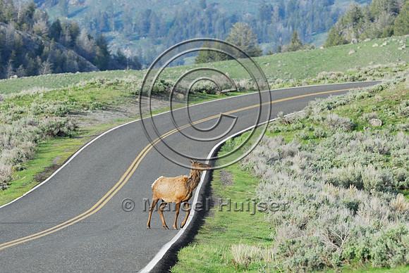 Elk (Cervus canadensis) approaching and crossing road, WY