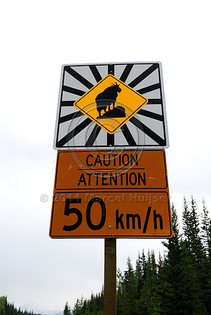 Mountain goat (Oreamnos americanus) warning sign, AB