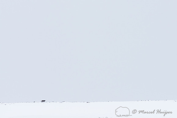 _DSC1951 Black wolf (Canis lupus) on snowy ridge, Lamar Canyon Pack February 2015, Yellowstone National Park, Wyoming, USA