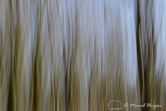 European beech (Fagus sylvatica) forest, Hoog Soeren, The Netherlands