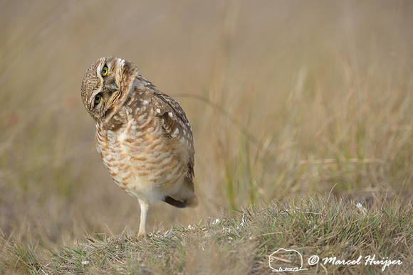 Burrowing owl (Athene cunicularia), Estação Experimental e a Estação Ecológica de Itirapina, São Paulo, Brazil