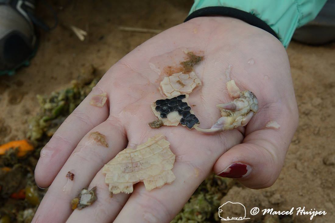 Remains of an armadillo in maned wolf (Chrysocyon brachyurus) faeces, Estação Experimental e a Estação Ecológica de Itirapina, São Paulo, Brazil (Near threatened IUCN 2014)