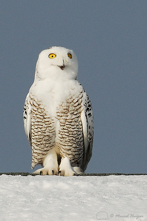Snowy Owl (Bubo scandiacus), Montana, USA