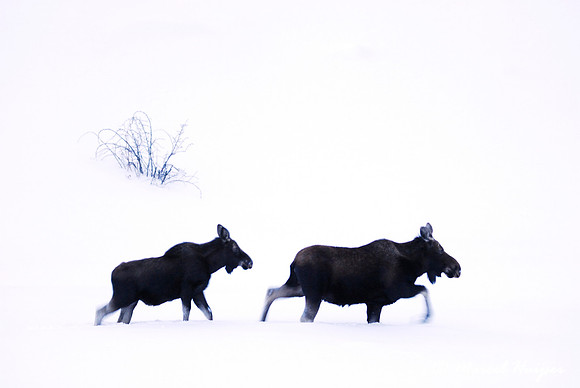 Moose (Alces alces) in the snow