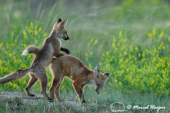 Red fox (Vulpes vulpes) kits playing, Montana, USA