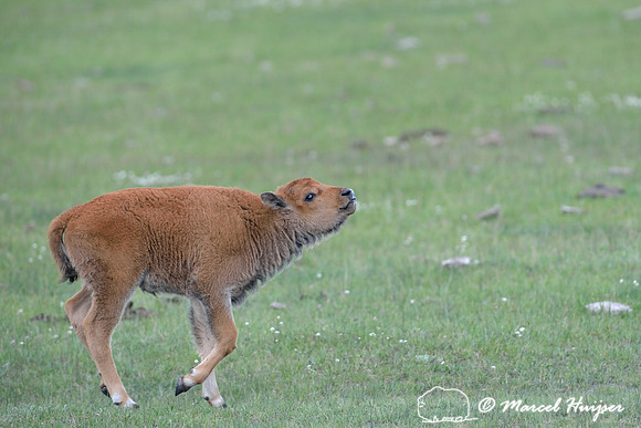 Bison (Bison bison) calf playing, Yellowstone National Park, Wyoming, USA