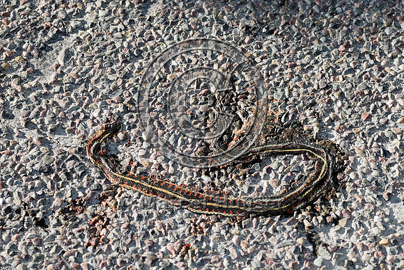 Common gartersnake (Thamnophis sirtalis) roadkill, MT