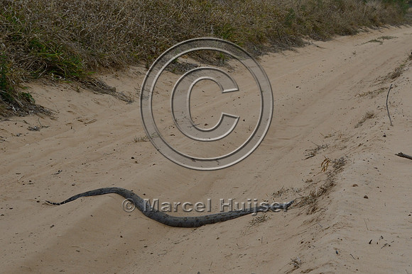 Boa constrictor (Boa constrictor) on dirt road, east of Brotas, São Paulo, Brazil
