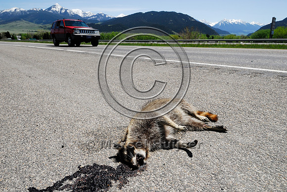 Raccoon (Procyon lotor) roadkill, MT