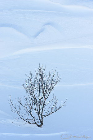Birch tree (Betula sp.) in snow, Dovrefjell National Park, Norway