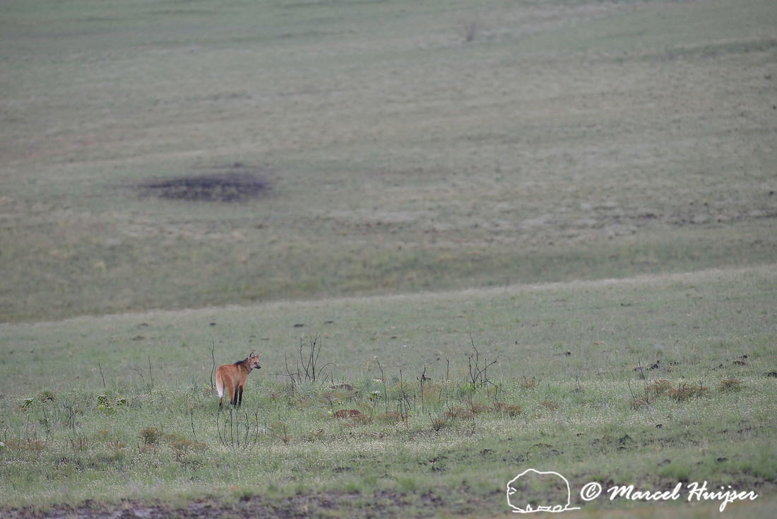 Maned wolf (Chrysocyon brachyurus), Parque Nacional da Serra da Canastra, Minas Gerais, Brazil