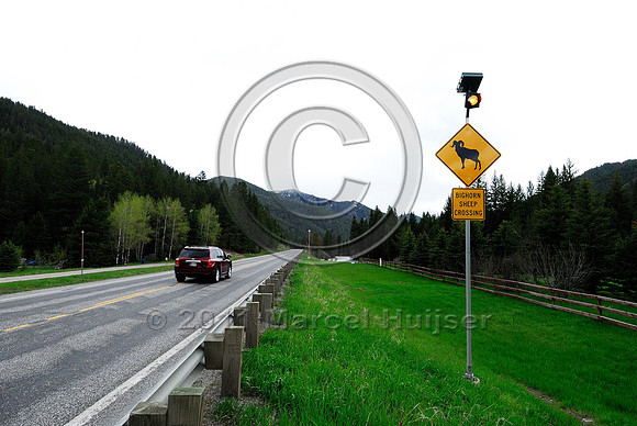 Bighorn sheep (Ovis canadensis) crossing wildlife warning sign, US Hwy 191, Big Sky, MT