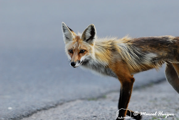 Red fox (Vulpes vulpes) crossing the road, Montana, USA