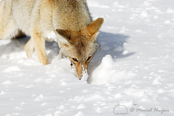 Coyote (Canis latrans) in the snow, Wyoming, USA