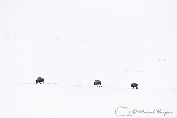Bison (Bison bison) line in the snow, Wyoming