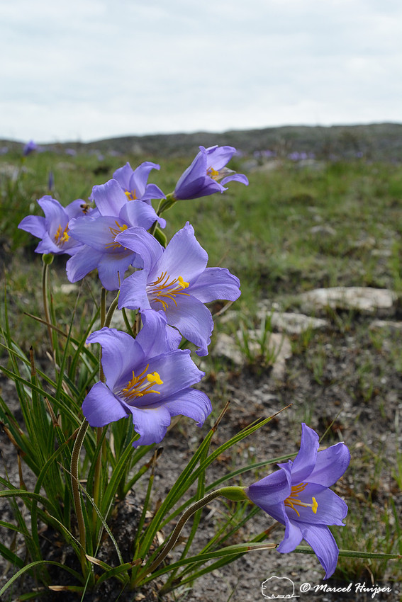 Purple wildflowers, Parque Nacional da Serra da Canastra, Minas Gerais, Brazil