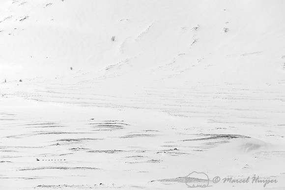 Dog sled, Dovrefjell National Park, Norway