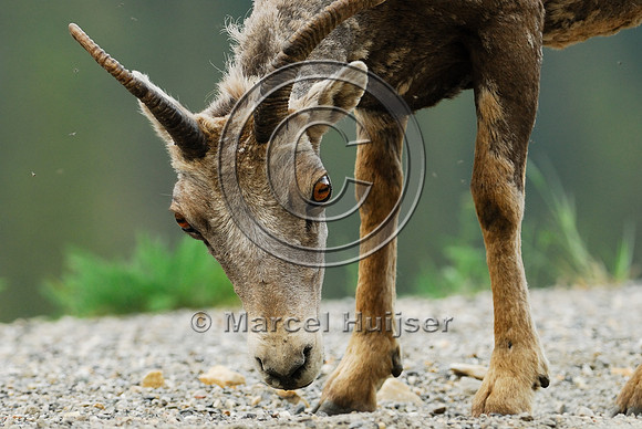 Bighorn sheep (Ovis canadensis) ewe licking roadsalt on road shoulder, British Columbia, Canada