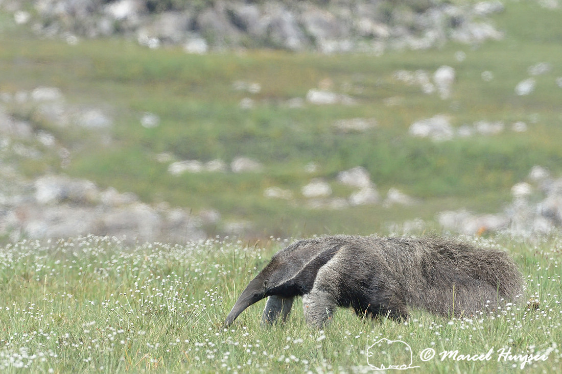 Giant anteater (Myrmecophaga tridactyla), Parque Nacional da Serra da Canastra, Minas Gerais, Brazil