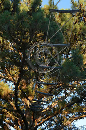 Canopy crossing for brown howler monkeys (Alouatta guariba clamitans), near Porto Alegre, Rio Grande do Sul, Brazil