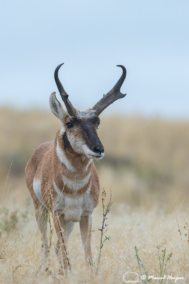 Pronghorn buck (Antilocapra americana), Montana, USA