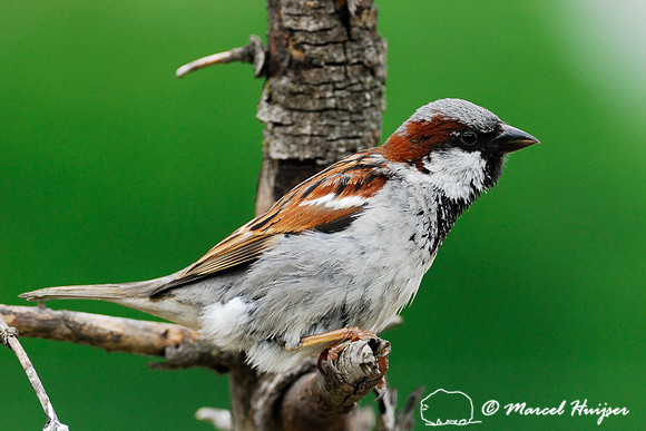 House sparrow (Passer domesticus), Missoula, Montana, USA