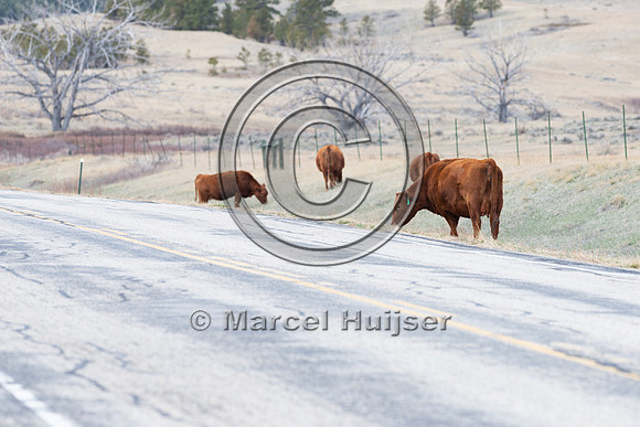 Cattle along the road, near Zortman, Montana