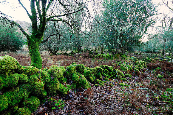 Stone wall with mosses in native oak woodland, Killarney National Park, Ireland