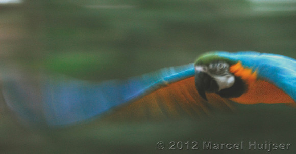 Blue-and-yellow macaw (Ara ararauna), Foz do Iguaçu, Paraná, Brazil