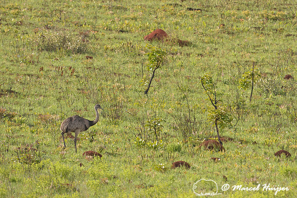 Greater rhea (Rhea americana), Parque Nacional da Serra da Canastra, Minas Gerais, Brazil (near threatened, IUCN 2014)
