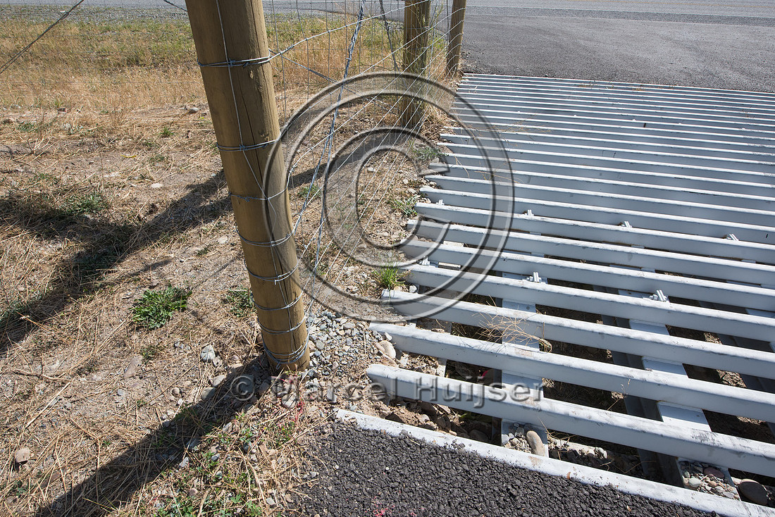 Wildlife guard (cattle guard) for bighorn sheep (Ovis canadensi