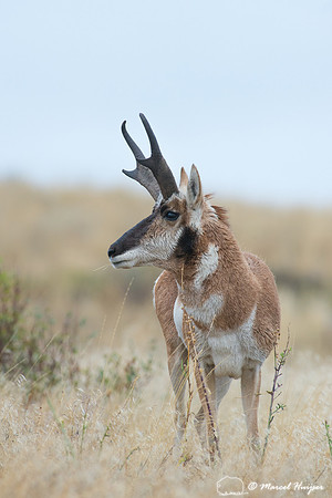 Pronghorn buck (Antilocapra americana), Montana, USA