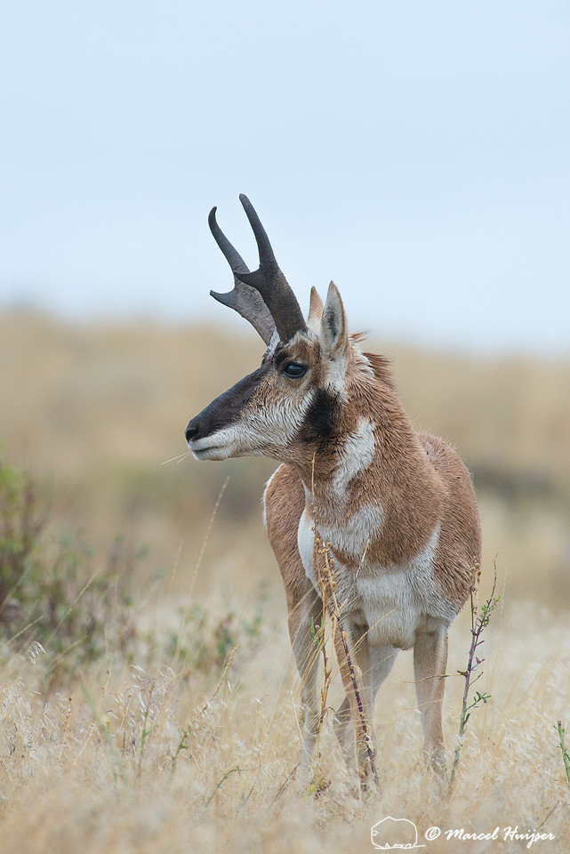 Pronghorn buck (Antilocapra americana), Montana, USA